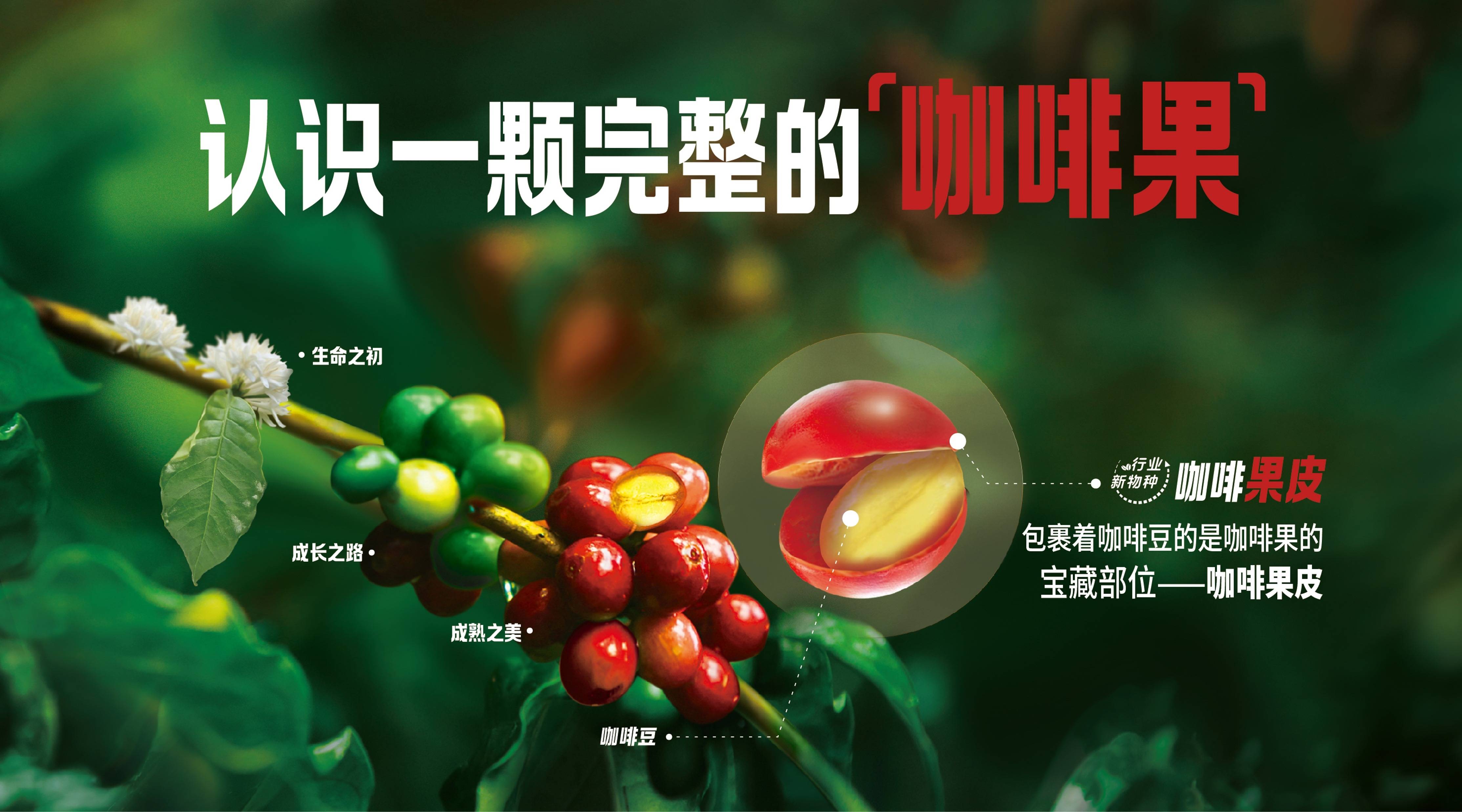 “果然轻咖”开创咖啡行业全新赛道pg电子免费模拟器雀巢推出咖啡果茶(图2)
